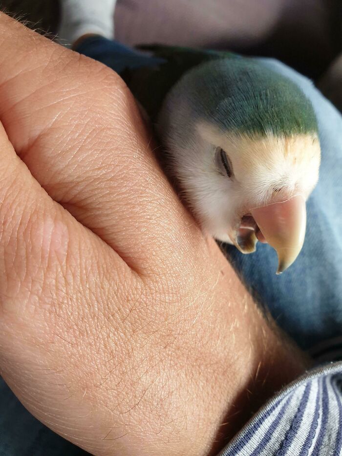 She's Jealous Of My Phone So She Snuggles Up To My Hand When I'm Browsing