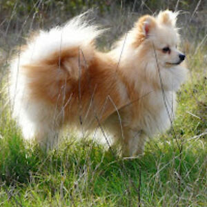 reffoelcnualouncelal avatar