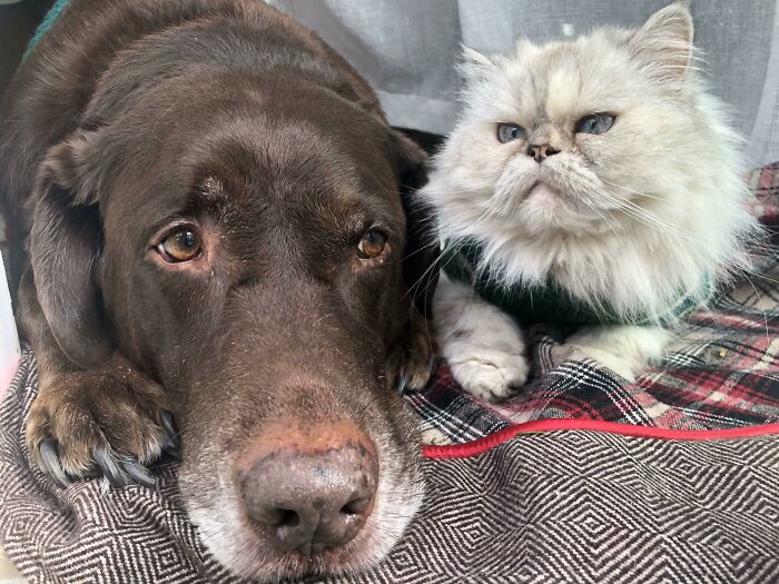 I Was Taking Christmas Photos Of My Cat, And My Dog Got Jealous And Decided To Join In! They Usually Will Avoid Each Other, So This Was A Christmas Miracle