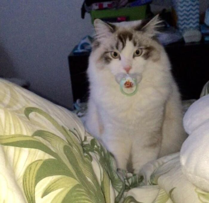 My Cousin Just Had A Baby And I Think Her Cat Is Jealous