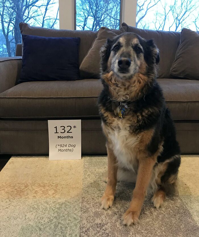 My Brother-In-Law’s Dog Gets Jealous When They Take Monthly Pictures Of Their New Baby. So They Found A Solution