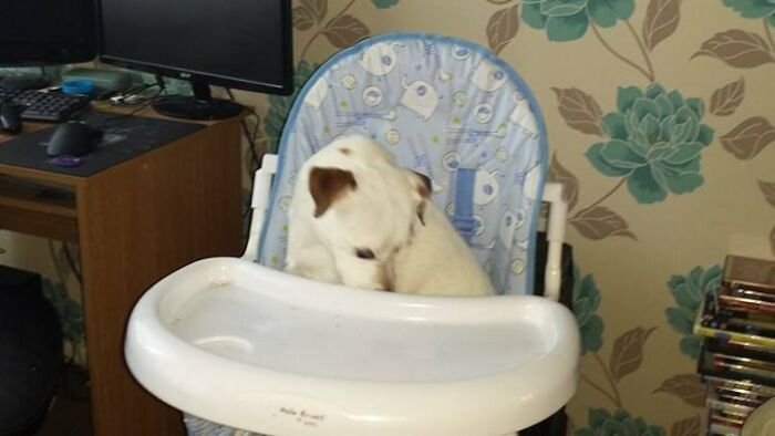 My Dog Is Either Jealous Of My Baby Boy Or Has Worked Out This Is Where You Get Fed