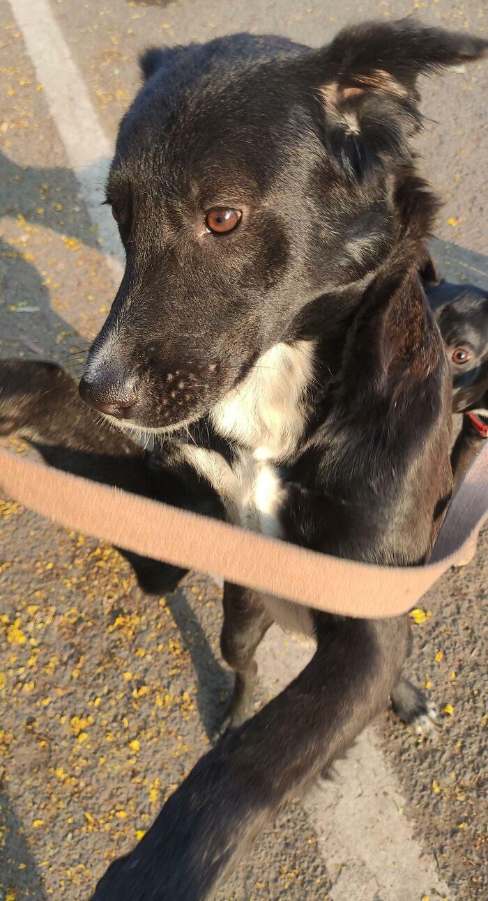 This Stray Dog Followed Me For 2 Kilometers Today. Behind Him Is My Own Dog Getting Jealous Of The Stray Jumping On Me