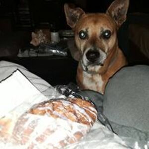 flbravesfanatic avatar