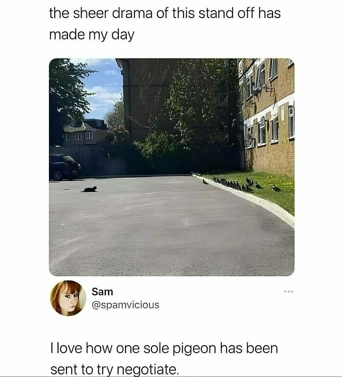 A lone pigeon faces a group of pigeons in a humorous standoff; perfect for nerdy memes.