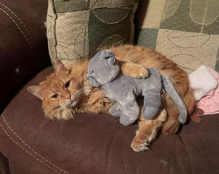 Just A Three Legged Beast With Her Baby