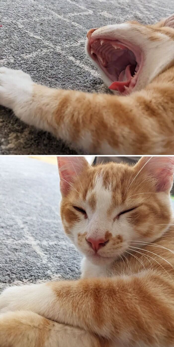 The Roar Of The Orange Cat (And The Calm)