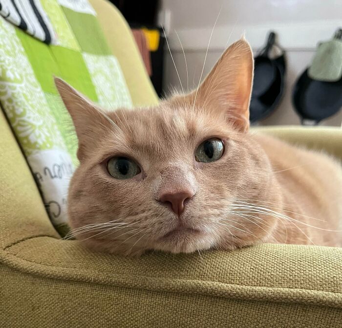 Get That Out Of My Face Please, I’m Trying To Nap