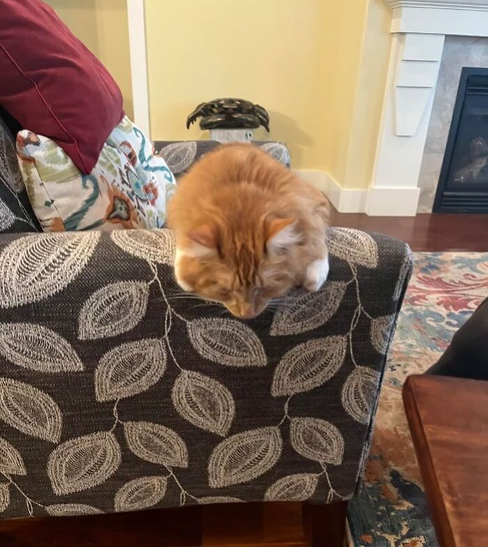 Sure Is Tiring Being An Orange Cat All Day