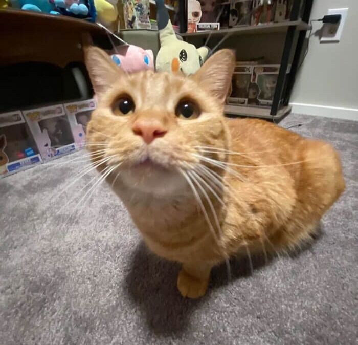 Had A Mini Photo Shoot This Morning With My Sweet Charlie In Preparation For His Fourth Birthday Next Week