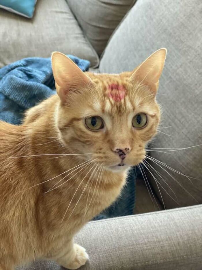 Kissed Him Goodbye And Forgot I Was Wearing Lipstick. Looks Like Neither Of Us Have The Braincell