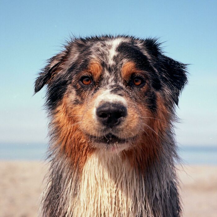 I Took A Picture Of The Dog On The Beach