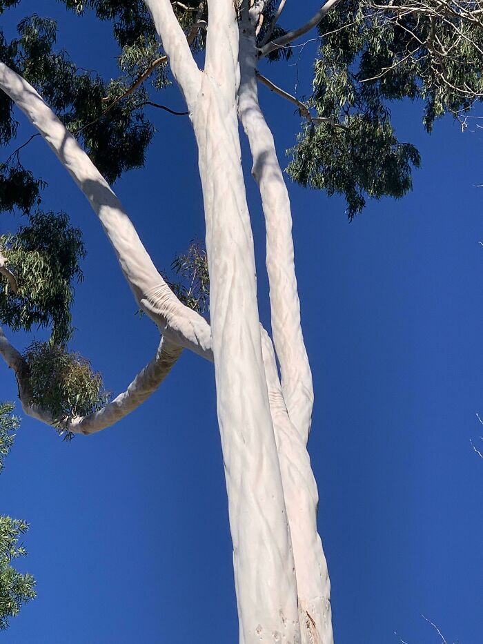 This Muscular-Looking Tree I Saw On My Walk Today