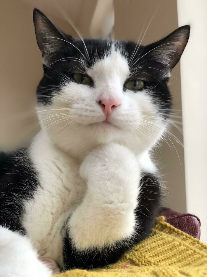 I Managed To Snap The Best Split Second Pose Of Mr. P While He Was Cleaning His Paws