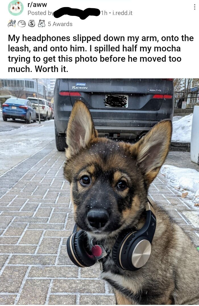 Puts Headphones On A Dog And Tells Outlandish Lies About It