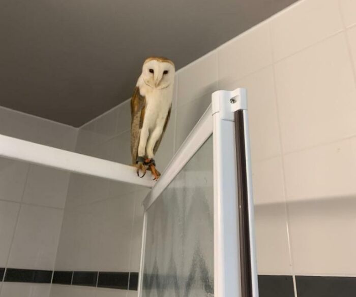 Housekeeping Staff Found An Owl In The Room Of A Guest That Checked-Out Yesterday