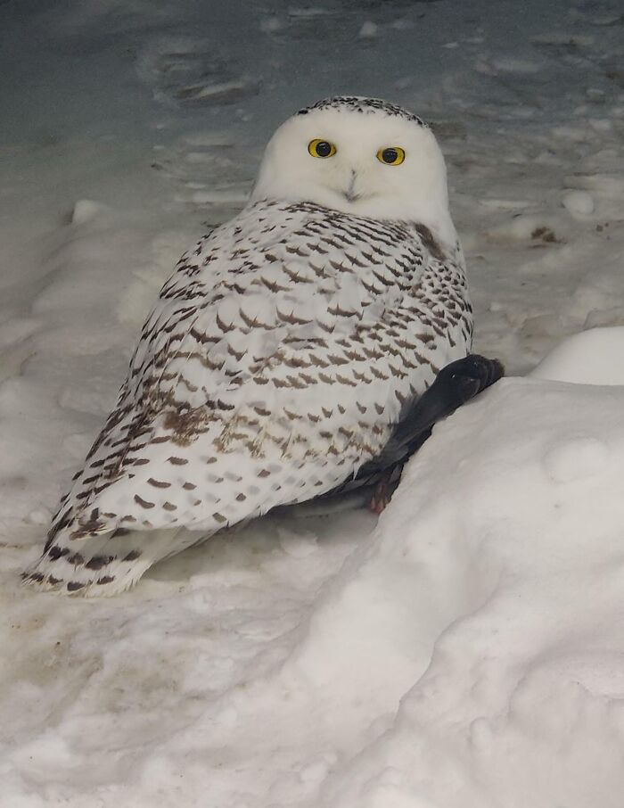 Snowy Owl I Found Last Week! Edmonton, Ab, Canada