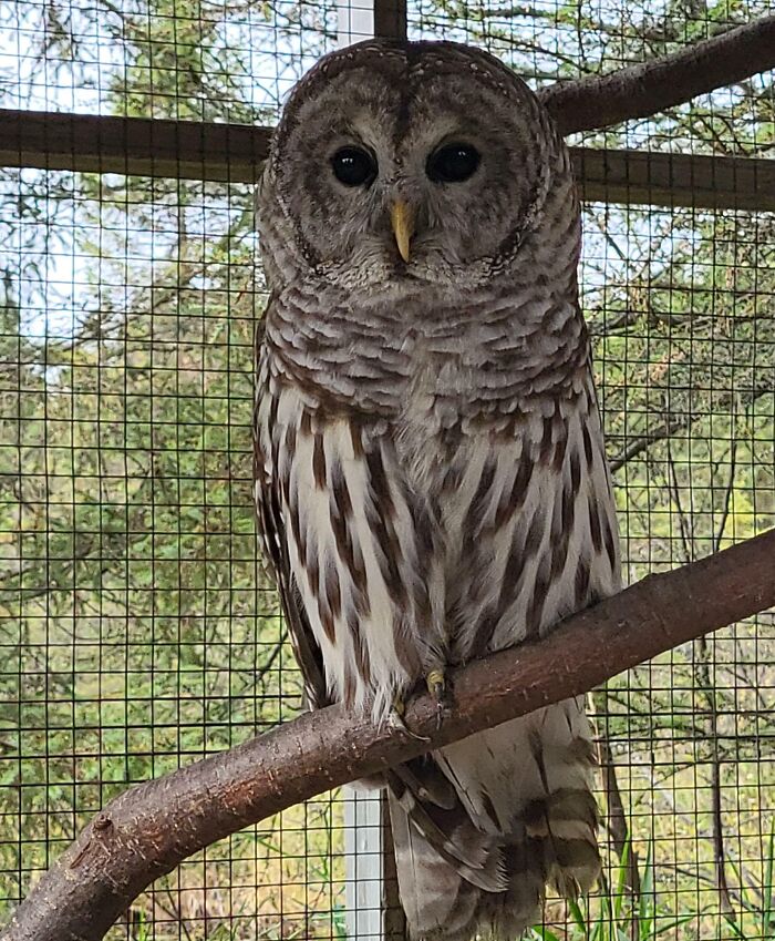 Refugee Owl I Took The Picture Today