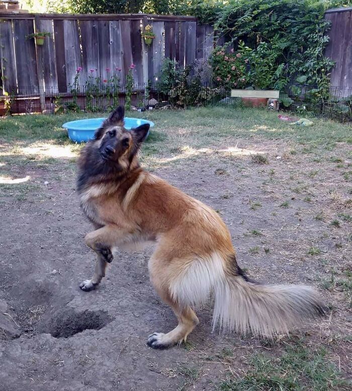 She'll Do Her Beauty Pose If You Throw Her A Ball