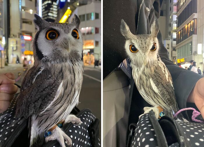 Konegi Is A Shapeshifter