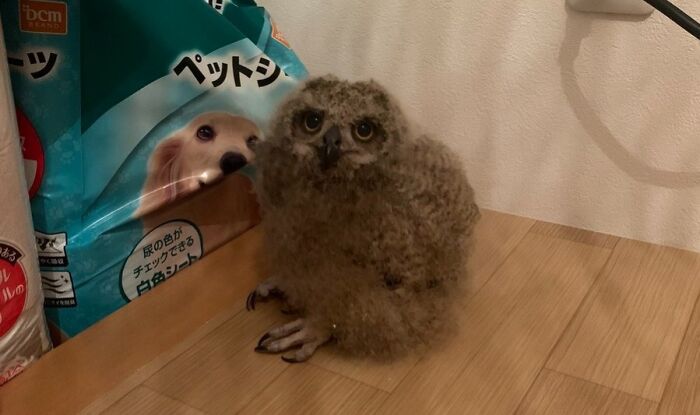 Aruma Is Just Chilling