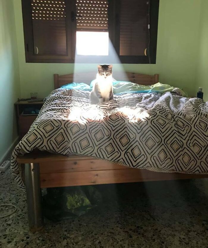 Kitty Has A Quest For You