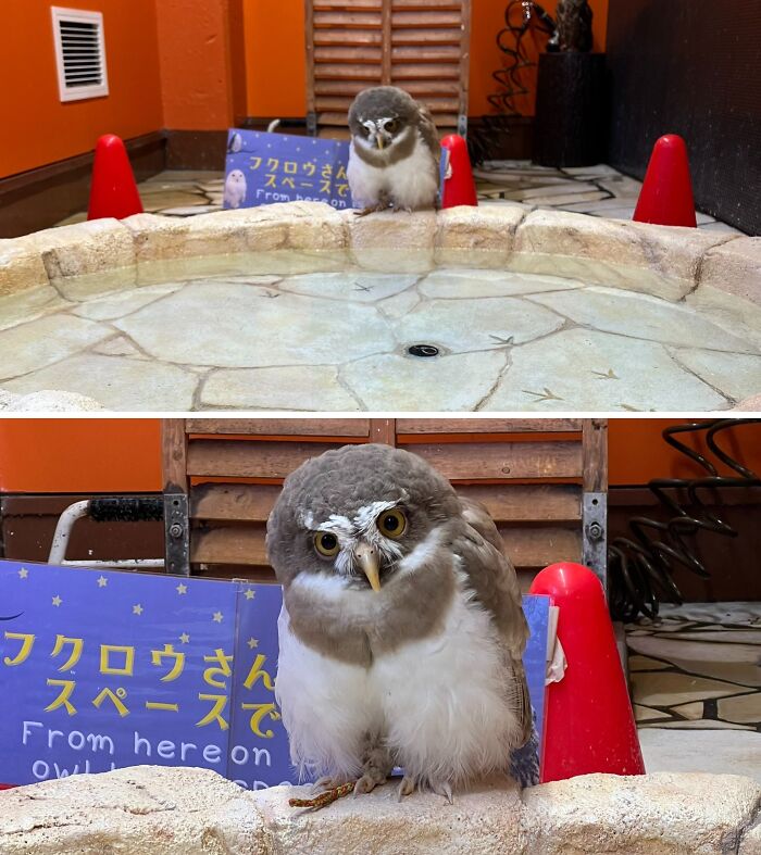 Go For It Chobo! Jump In!