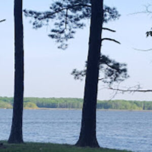 amandamiller_1 avatar