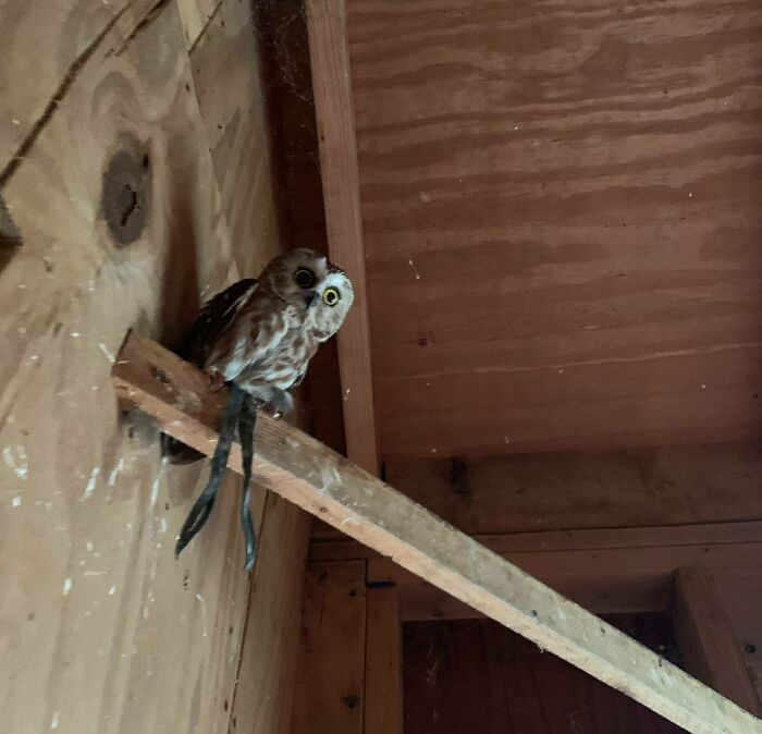 Got To See This Cute Little Saw-Whet Owl Today! His Name Is Mojo, And He Is Blind In One Eye