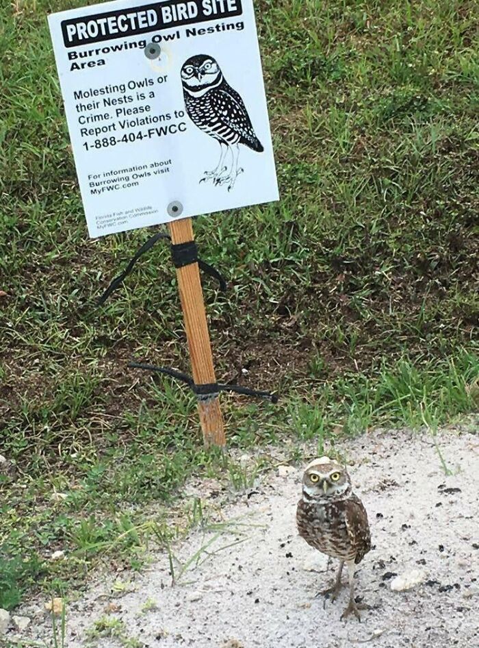 No Molesting The Owls!