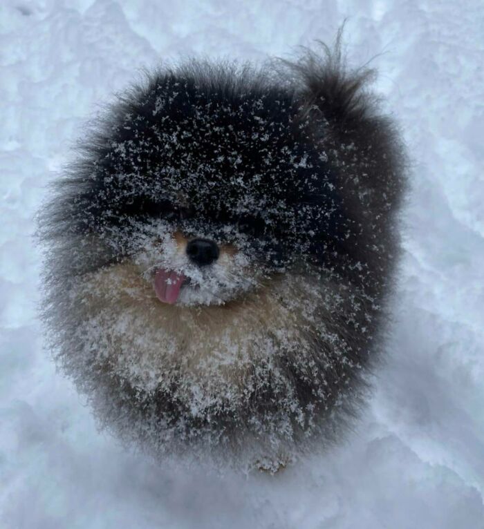 Legend Is Loving The Snow