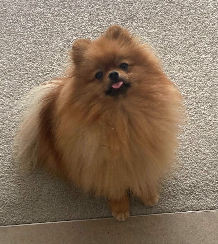 Asking For Seconds After His Brekkie