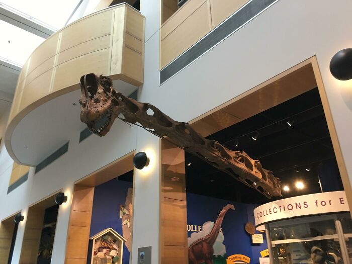 Sauroposeidon Proteles Is One Of The Tallest Sauropods To Ever Live. A Mount Of The Holotype Of This Early Cretaceous Titan Was Made For The Sam Noble Oklahoma Museum Of Natural History And Was Installed In 2010