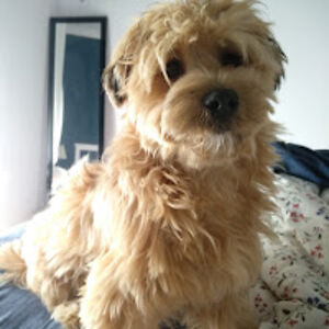 alexandrarosa avatar