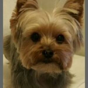 elainepalladino7 avatar