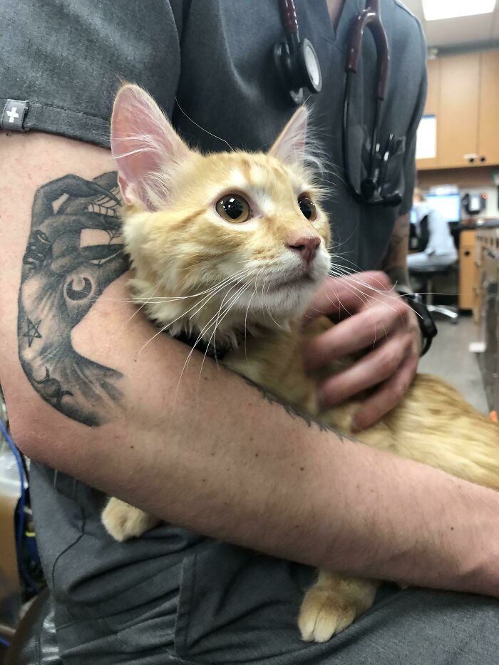 Tattoo of an arm perfectly matches a cat being held, showcasing a whimsical tattoo coincidence.
