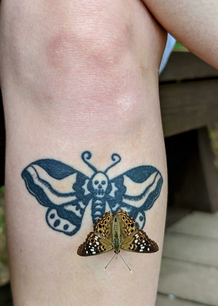 Butterfly tattoo with a real butterfly perfectly aligned, creating a striking visual match.