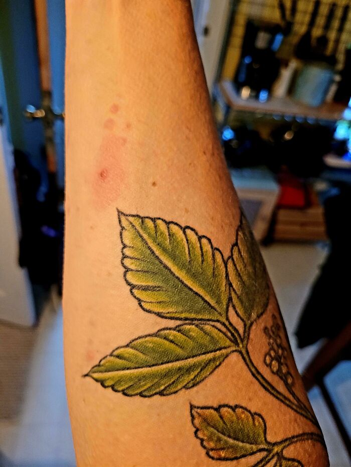 My Poison Ivy Rash Right Next To My Poison Ivy Tattoo. (I Got The Tat In Hopes It Would Protect Me. So Far, No Rash On The Actual Tattoo)