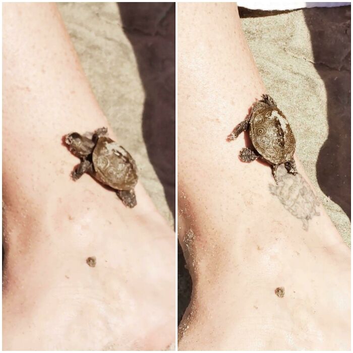 Tattoo of a turtle perfectly aligned with a real turtle on an ankle, showcasing a matching tattoo situation.