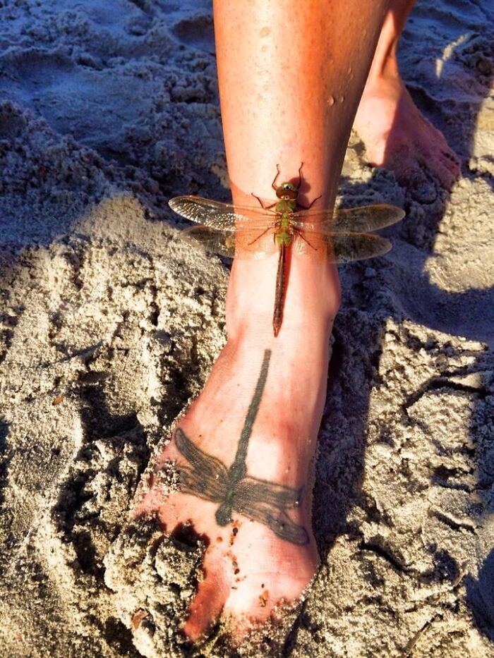 Dragonfly tattoo perfectly aligning with a real dragonfly on a sandy foot.