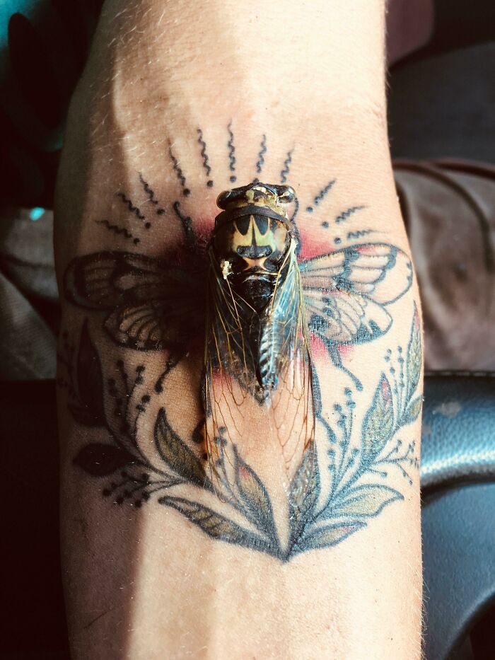 Cicada resting on a forearm tattoo, blending perfectly with the tattooed wings and design.