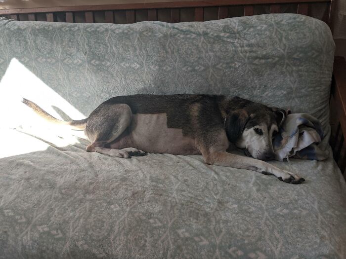 La panza de mi perro no tenía suficientes píxeles para cargar correctamente 