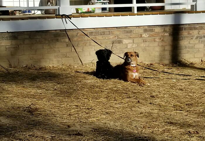 My One Dog Looks Like My Other Dog's Shadow