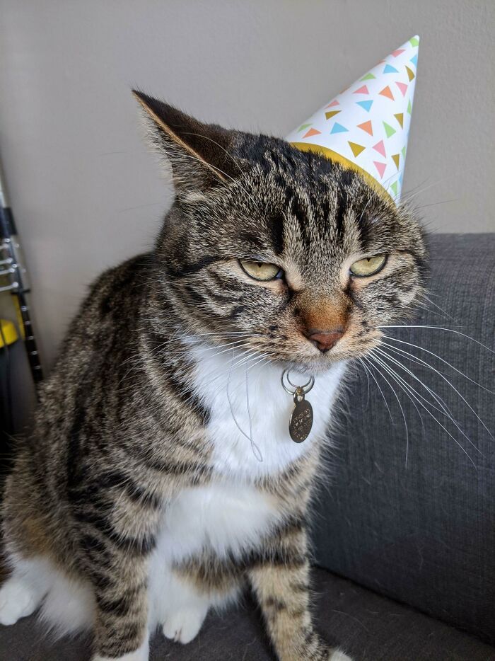 My Cat Turned 3, She Was Not Impressed With The Celebrations