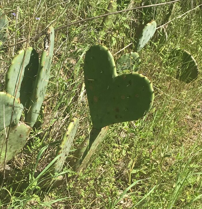 This Perfect Heart Shaped Cactus I Found