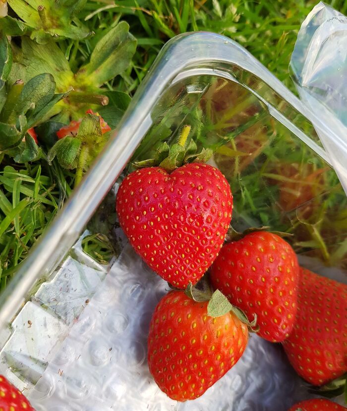 Perfect Heart Shaped Strawberry