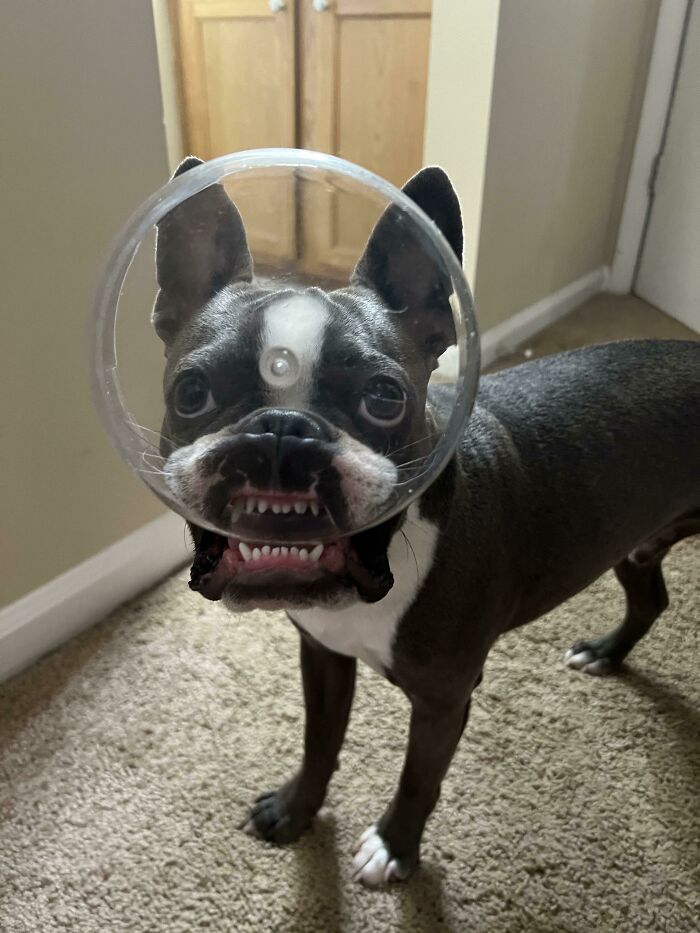 “Hey Mom, Look What I Found!” Such A Goofy Boy!