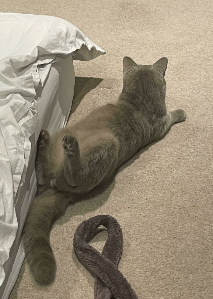 It Seems We’ve Adopted A Cat With No Spine