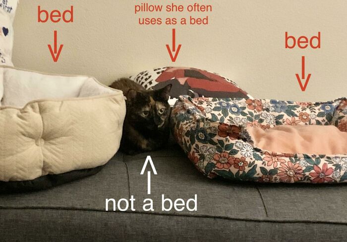 She’s Too Stupid To Be Spiteful So It’s Not That