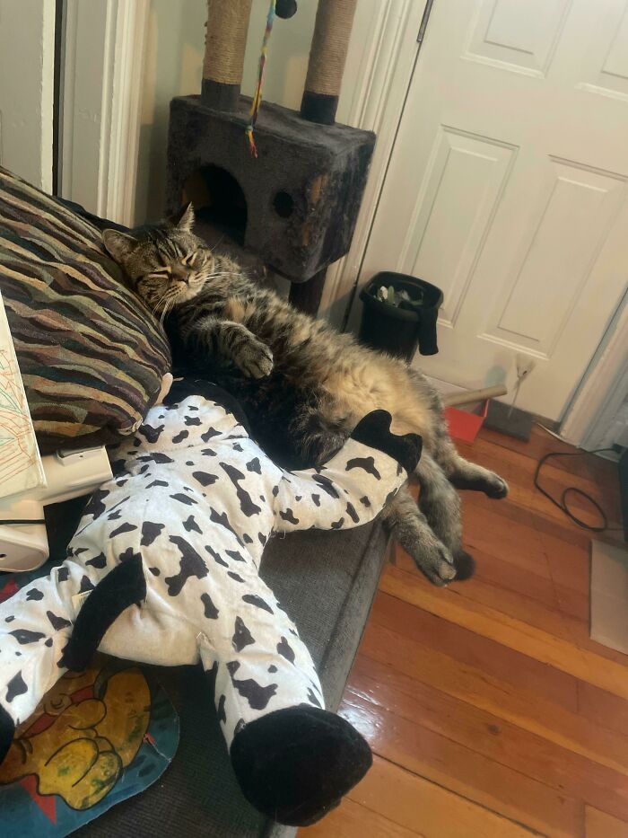 Harold After Vigorously Humping His Cow For 20 Minutes